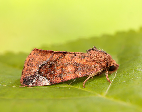73.217 BF2319 Lunar-spotted Pinion Cosmia pyralina