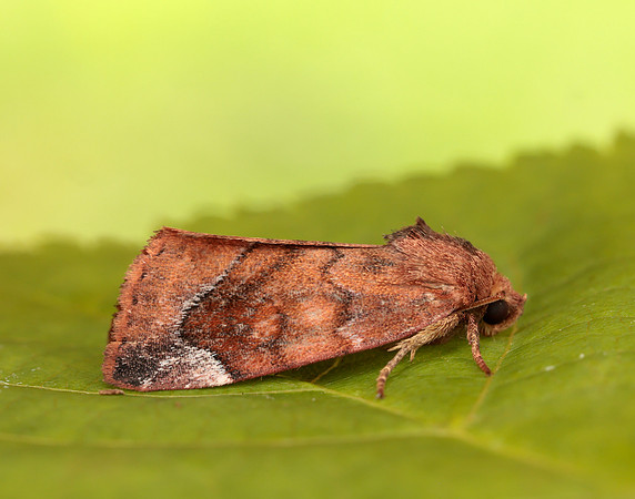 73.217 BF2319 Lunar-spotted Pinion Cosmia pyralina