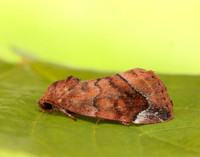 73.217 BF2319 Lunar-spotted Pinion Cosmia pyralina
