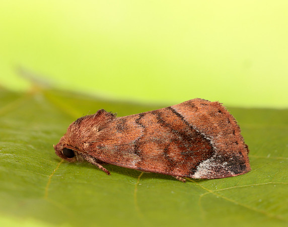 73.217 BF2319 Lunar-spotted Pinion Cosmia pyralina