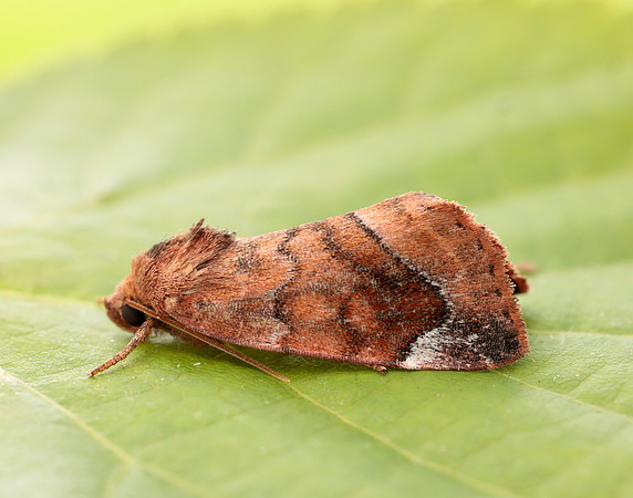 73.217 BF2319 Lunar-spotted Pinion Cosmia pyralina