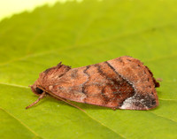 73.217 BF2319 Lunar-spotted Pinion Cosmia pyralina