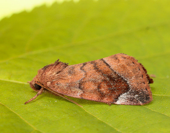 73.217 BF2319 Lunar-spotted Pinion Cosmia pyralina