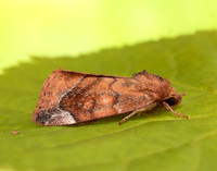 73.217 BF2319 Lunar-spotted Pinion Cosmia pyralina