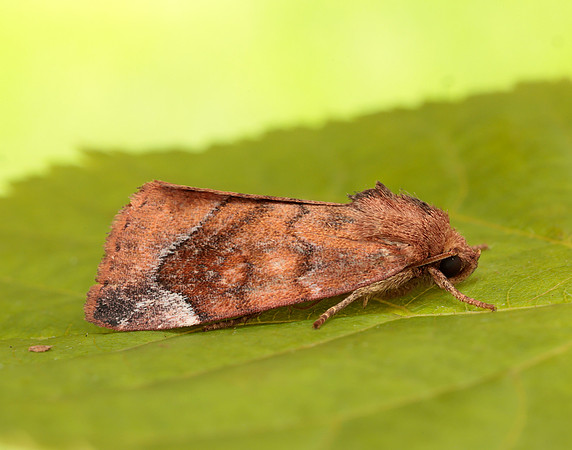 73.217 BF2319 Lunar-spotted Pinion Cosmia pyralina