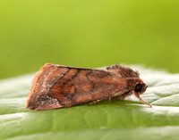 73.217 BF2319 Lunar-spotted Pinion Cosmia pyralina