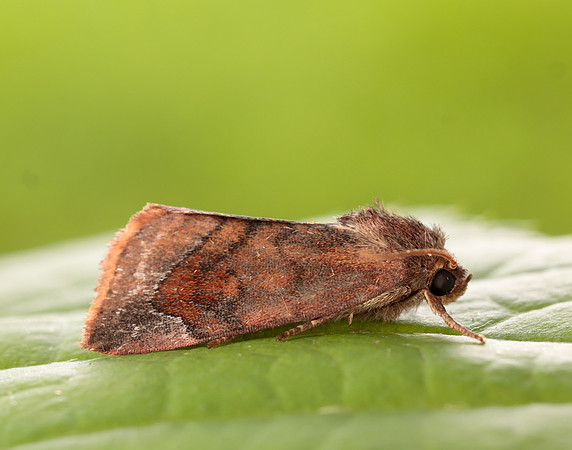 73.217 BF2319 Lunar-spotted Pinion Cosmia pyralina