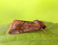 73.217 BF2319 Lunar-spotted Pinion Cosmia pyralina
