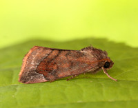 73.217 BF2319 Lunar-spotted Pinion Cosmia pyralina