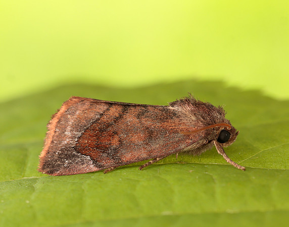 73.217 BF2319 Lunar-spotted Pinion Cosmia pyralina