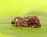 73.217 BF2319 Lunar-spotted Pinion Cosmia pyralina