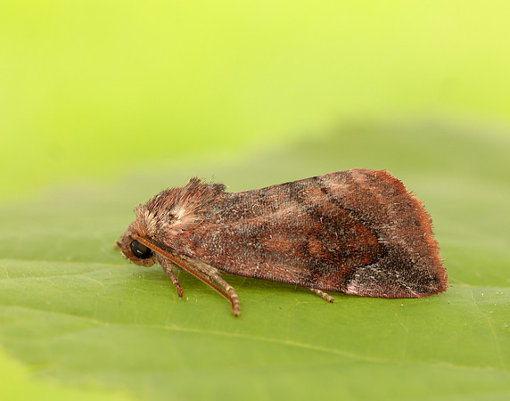 73.217 BF2319 Lunar-spotted Pinion Cosmia pyralina