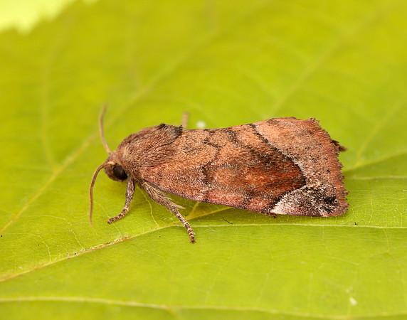 73.217 BF2319 Lunar-spotted Pinion Cosmia pyralina