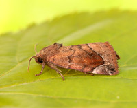 73.217 BF2319 Lunar-spotted Pinion Cosmia pyralina