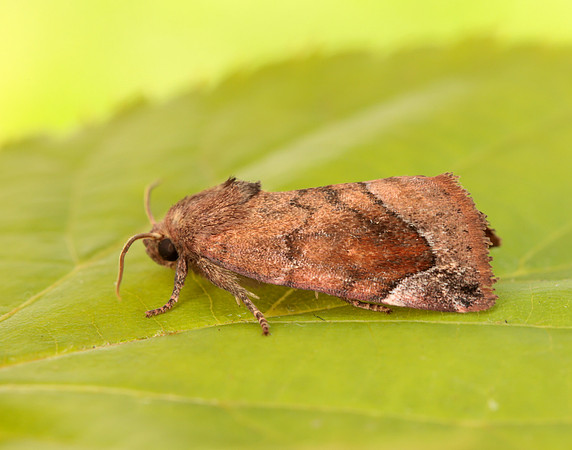 73.217 BF2319 Lunar-spotted Pinion Cosmia pyralina