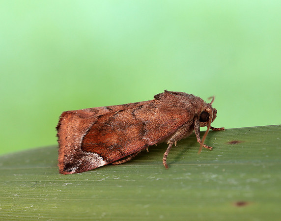 73.217 BF2319 Lunar-spotted Pinion Cosmia pyralina