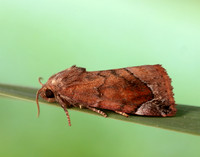 73.217 BF2319 Lunar-spotted Pinion Cosmia pyralina