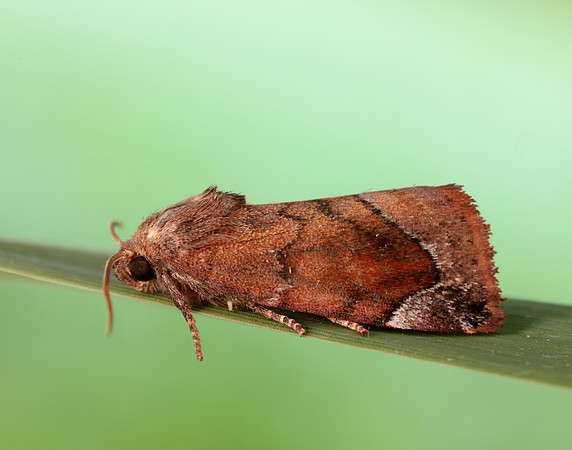 73.217 BF2319 Lunar-spotted Pinion Cosmia pyralina