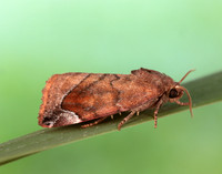 73.217 BF2319 Lunar-spotted Pinion Cosmia pyralina