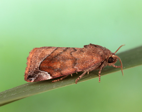 73.217 BF2319 Lunar-spotted Pinion Cosmia pyralina