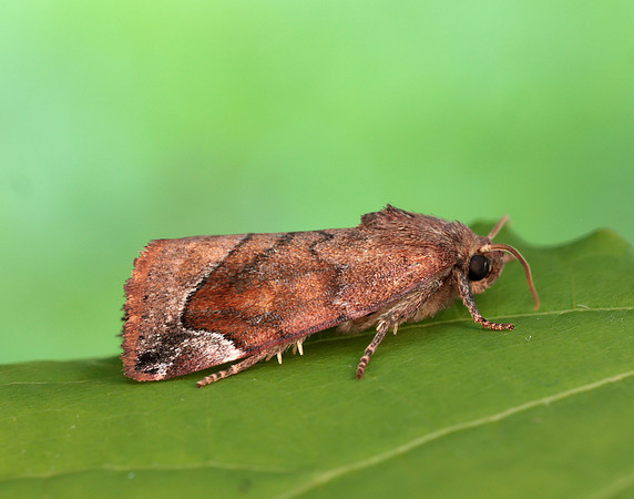 73.217 BF2319 Lunar-spotted Pinion Cosmia pyralina