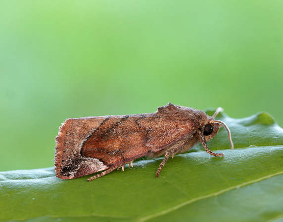 73.217 BF2319 Lunar-spotted Pinion Cosmia pyralina