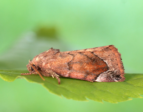 73.217 BF2319 Lunar-spotted Pinion Cosmia pyralina