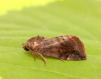 73.217 BF2319 Lunar-spotted Pinion Cosmia pyralina