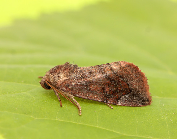 73.217 BF2319 Lunar-spotted Pinion Cosmia pyralina