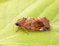 73.217 BF2319 Lunar-spotted Pinion Cosmia pyralina