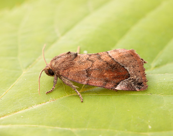 73.217 BF2319 Lunar-spotted Pinion Cosmia pyralina