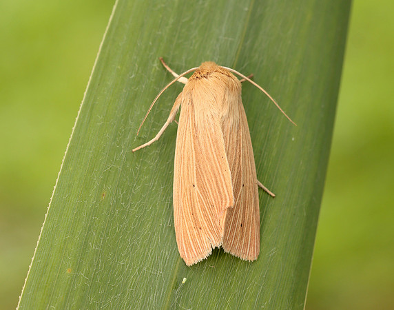 73.291 BF2199 Common Wainscot Mythimna pallens