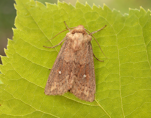 73.297 BF2194 White-point Mythimna albipuncta
