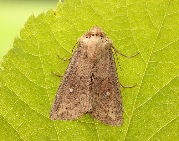 73.297 BF2194 White-point Mythimna albipuncta