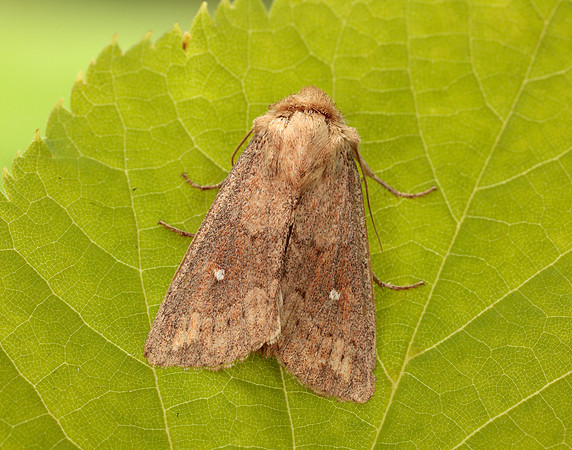 73.297 BF2194 White-point Mythimna albipuncta