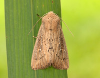 73.302 BF2204 Obscure Wainscot Leucania obsoleta