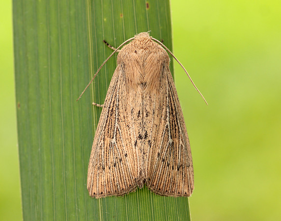 73.302 BF2204 Obscure Wainscot Leucania obsoleta