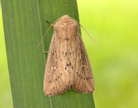 73.302 BF2204 Obscure Wainscot Leucania obsoleta
