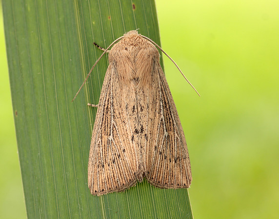 73.302 BF2204 Obscure Wainscot Leucania obsoleta