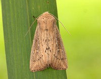 73.302 BF2204 Obscure Wainscot Leucania obsoleta