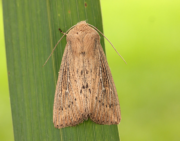 73.302 BF2204 Obscure Wainscot Leucania obsoleta