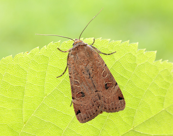 73.344 BF2108 Lunar Yellow Underwing Noctua orbona