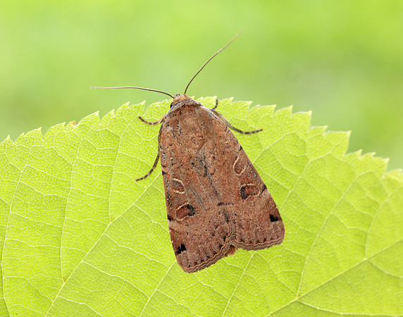 73.344 BF2108 Lunar Yellow Underwing Noctua orbona