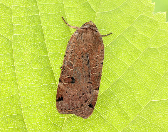73.344 BF2108 Lunar Yellow Underwing Noctua orbona