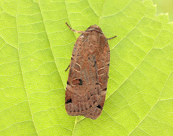 73.344 BF2108 Lunar Yellow Underwing Noctua orbona