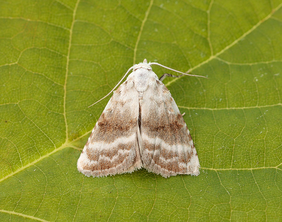 74.002 BF2076 Kent Black Arches Meganola albula