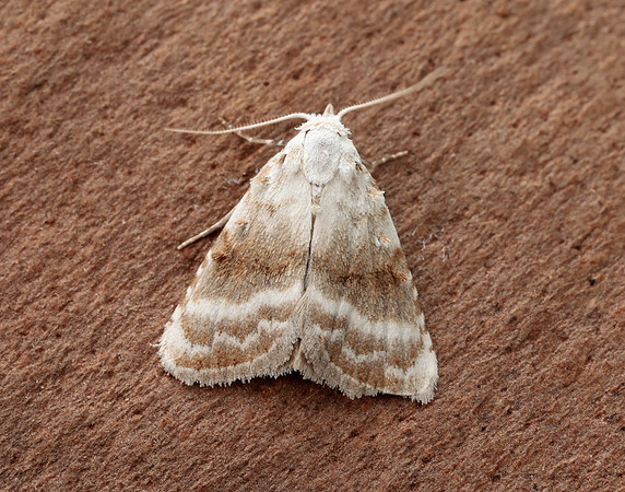 74.002 BF2076 Kent Black Arches Meganola albula