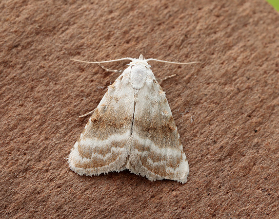 74.002 BF2076 Kent Black Arches Meganola albula