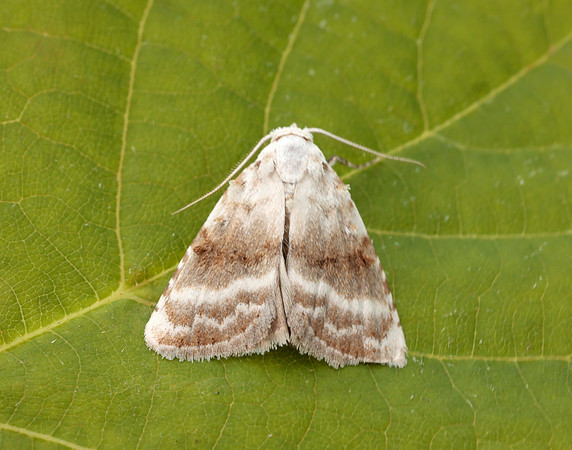 74.002 BF2076 Kent Black Arches Meganola albula