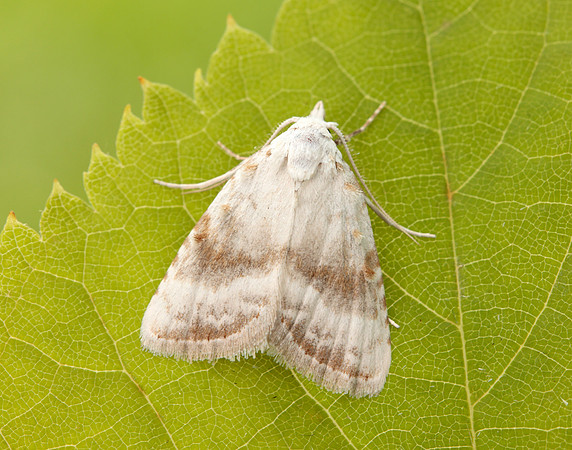 74.002 BF2076 Kent Black Arches Meganola albula